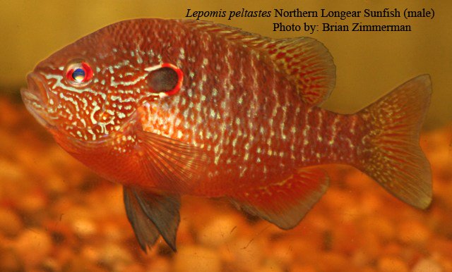 Male+Northern+Longearblanchard+river+5+by+BZ.jpg