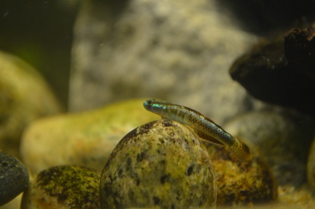 DSC_0485.jpg