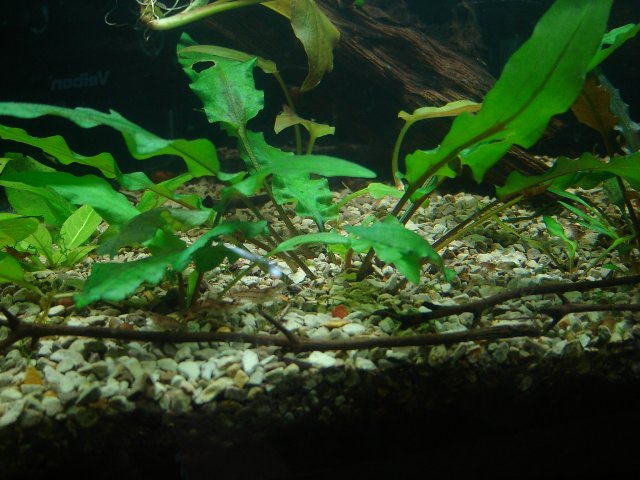 DSC00041.JPG