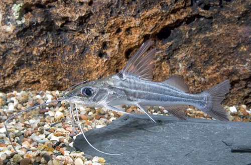 CATFISH_PICTUS_FOUR-LINE_REGULAR.jpg