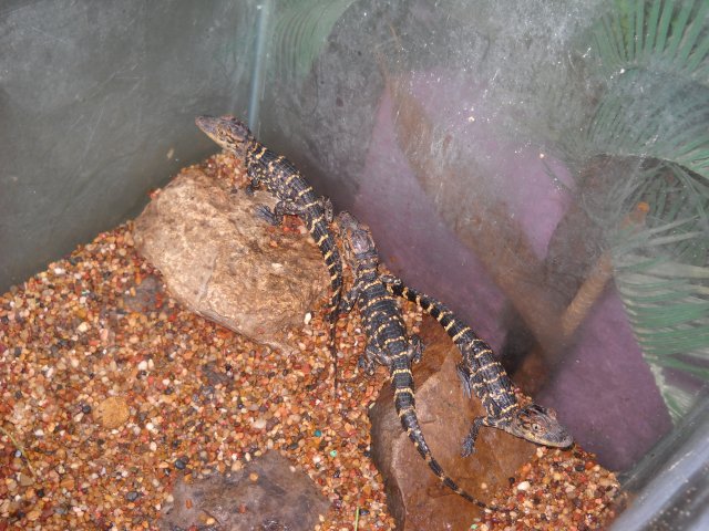 baby gators.jpg