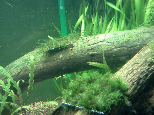 IMG_20120331_163724.jpg