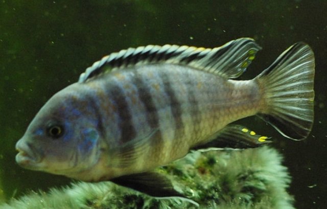 Afra.jpg