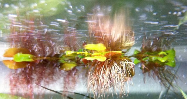 Red Root floaters.jpg