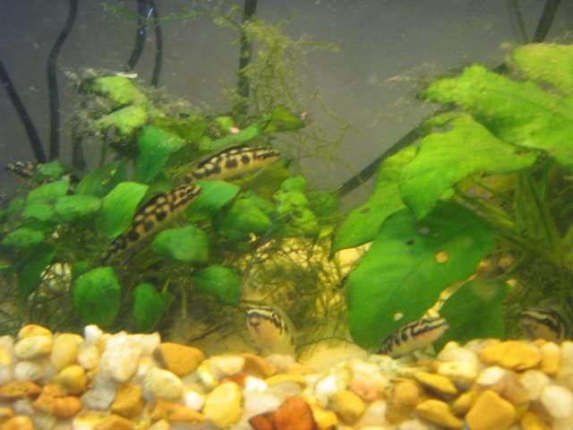 fish room 001.JPG fish room 001.JPG