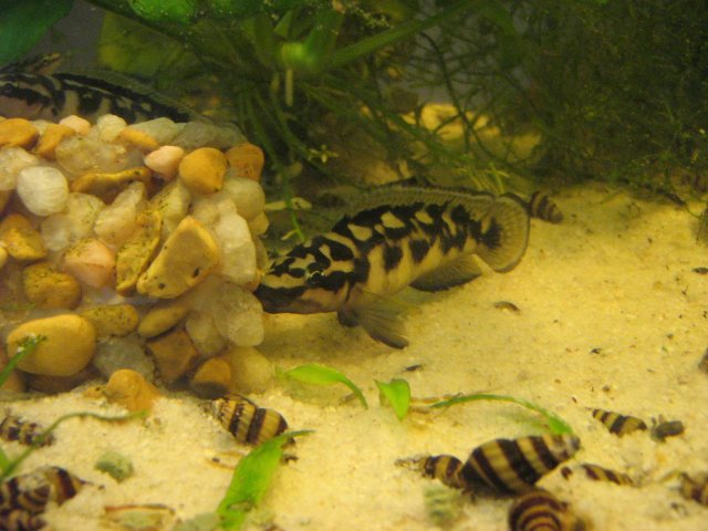 fish room 002.JPG fish room 002.JPG