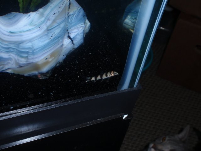 FISHTANK2012 023.JPG