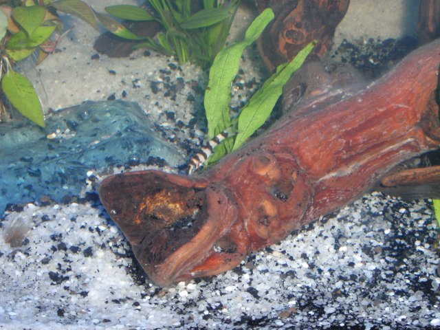 FISHTANK2012 024.JPG