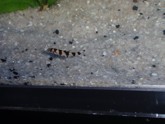 FISHTANK2012 045.JPG