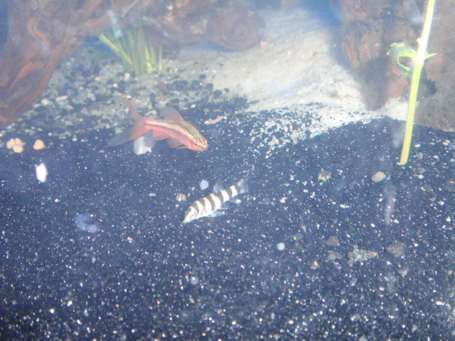 FISHTANK2012 061.JPG
