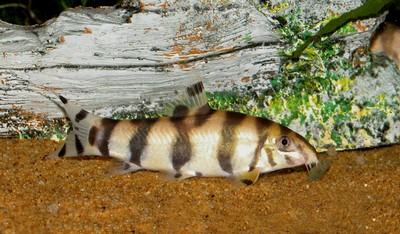 B.histrionica.jpg