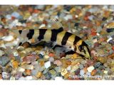 burmese-loach-1278819670-160.jpg