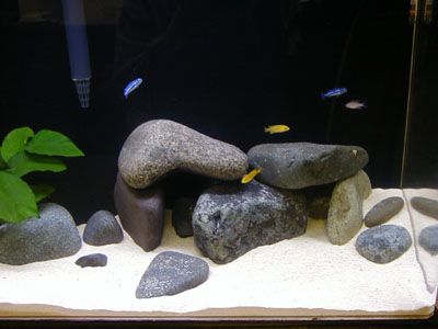 MC prev 30 gal office cichlid tank.jpg