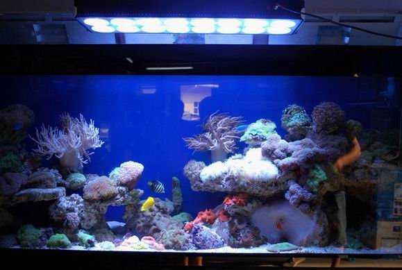 my tank03.JPG