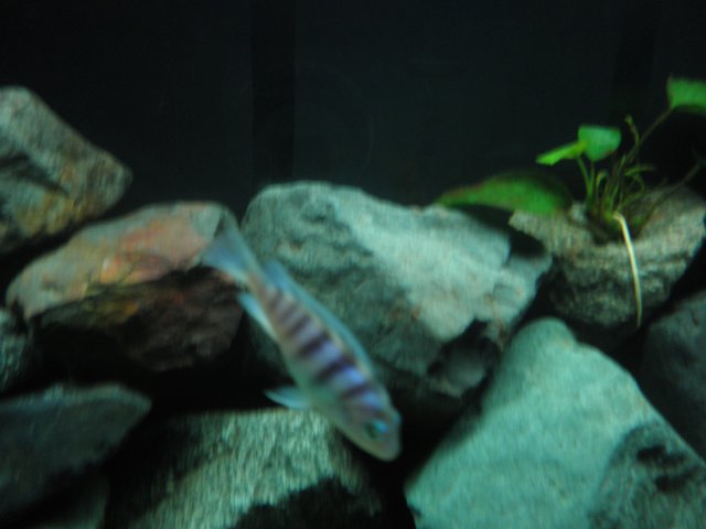 blue fish.jpg