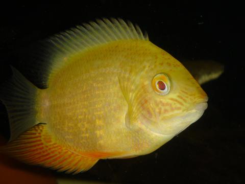 severum-gold.jpg