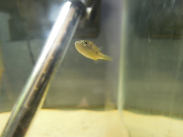 fish 042.JPG