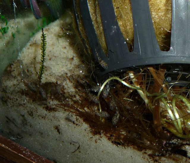 3 day old krib fry (5).jpg