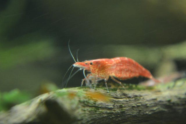 DSC_0596.jpg