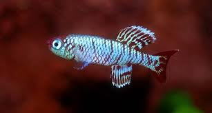 . Nothobranchius Eggersi.jpg . Nothobranchius Eggersi.jpg