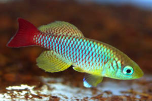 Nothobranchius Foerschi.JPG Nothobranchius Foerschi.JPG