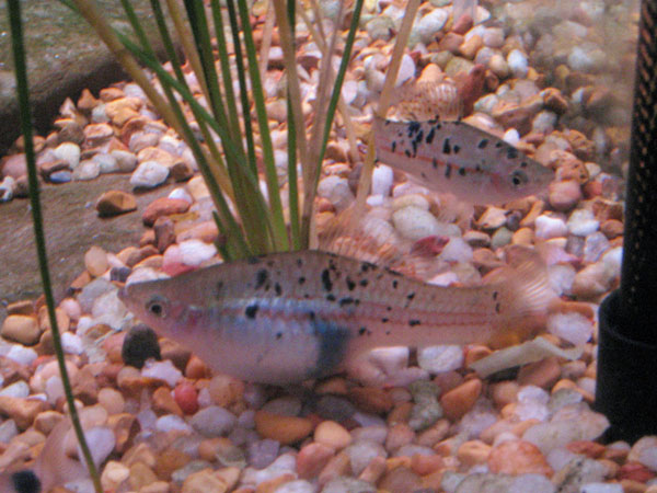 Montezu ma swordtail.jpg