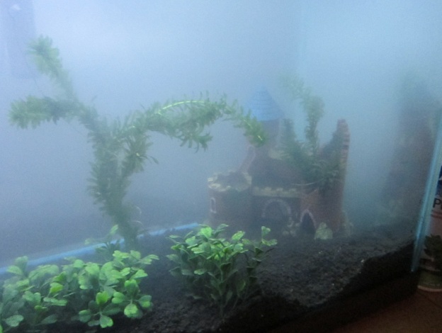 plant2.jpg