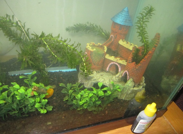 plant5.jpg