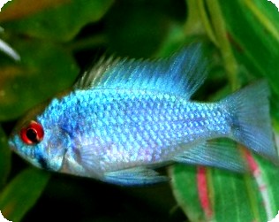 electric blue ram.jpg