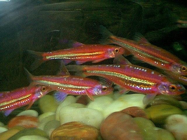 Notropis_chrosomus4-Rainbow_Shiners-by_Robin_Russell.jpg