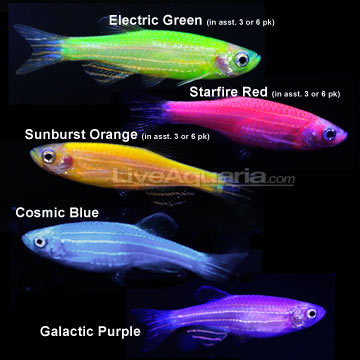 p-74138-glofish.jpg