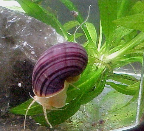 purple_stripe-snail__46669_zoom.JPG