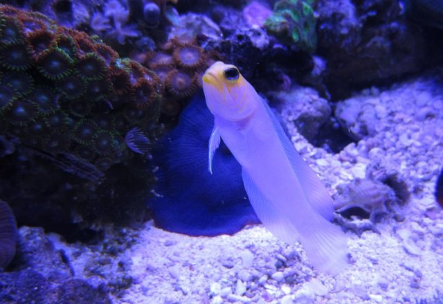 handsomejawfish.jpg