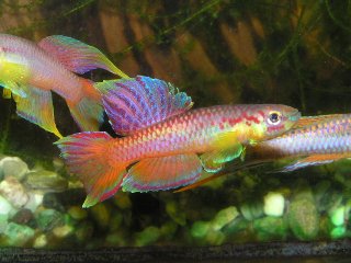 26__320x240_killifish_1.jpg