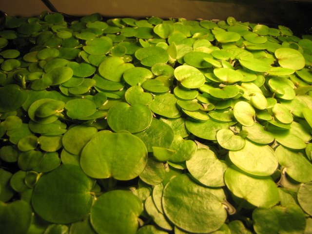 Picture 001.jpg