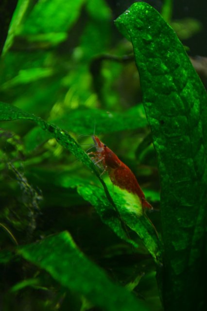 DSC_0523.jpg