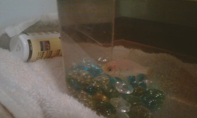 380320_3999304101691_1253688931_33765094_1304535108_n.jpg 380320_3999304101691_1253688931_33765094_1304535108_n.jpg