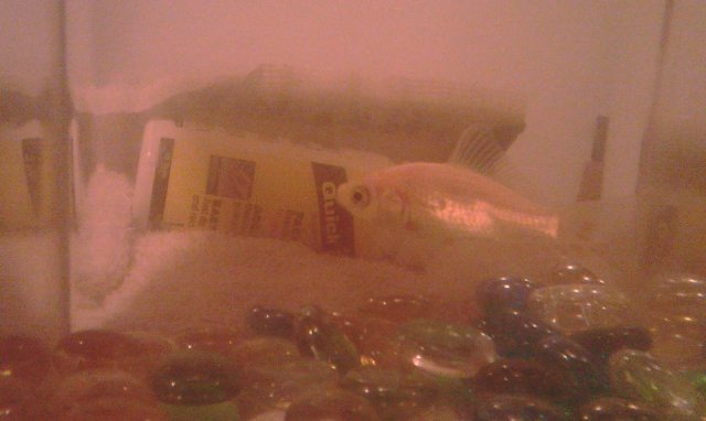 564837_3999311741882_1253688931_33765095_248364879_n.jpg 564837_3999311741882_1253688931_33765095_248364879_n.jpg