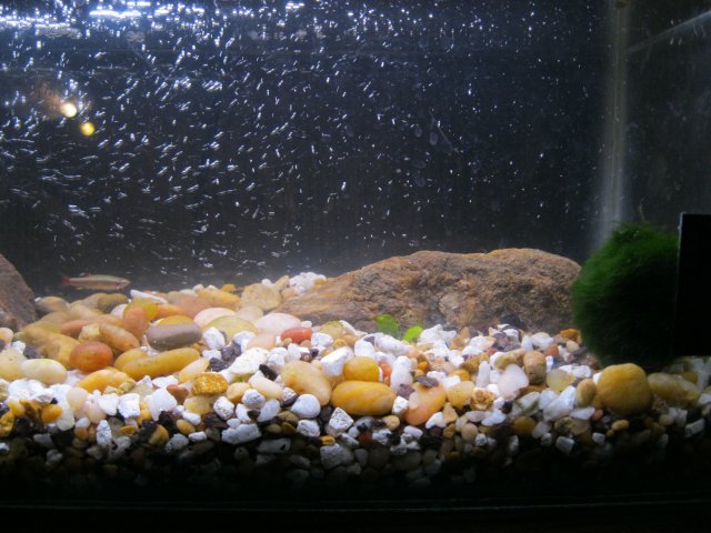 iwagumi 005.JPG iwagumi 005.JPG