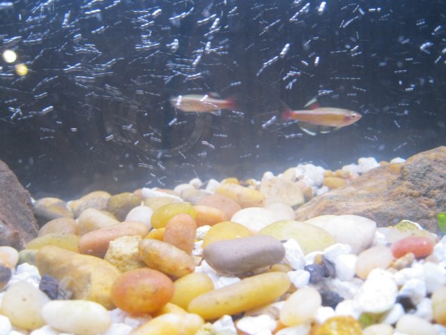 iwagumi 011.JPG iwagumi 011.JPG