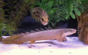 senegal bichir.jpg