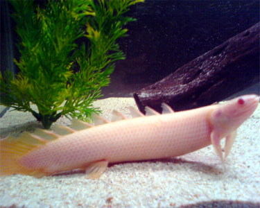 AlbinoSenegalBichir1.jpg