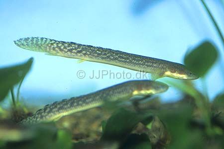 polypterus_palmas_palmas_2x.jpg