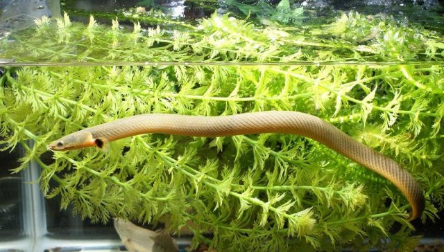 Ropefish ASAA.JPG Ropefish ASAA.JPG