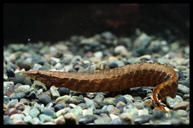 Macrognathus_circumcinctus_1.jpg
