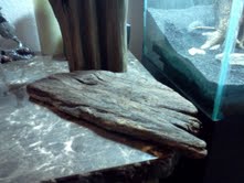 driftwood2.jpg
