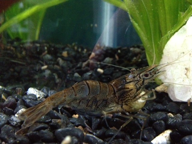 shrimp1.jpg