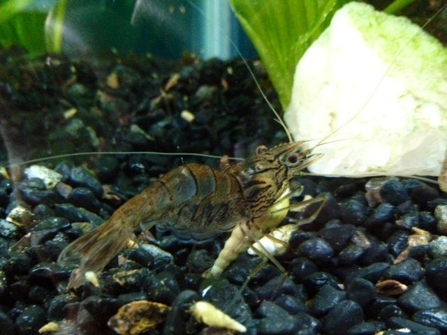 shrimp2.jpg