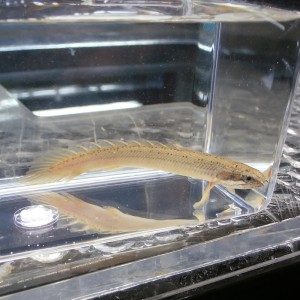 baby bichir 2.jpg