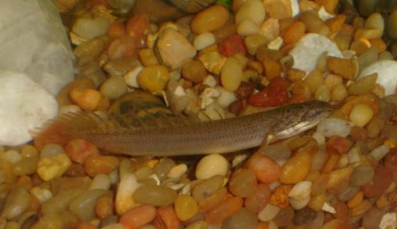 bichir baby 1.jpg